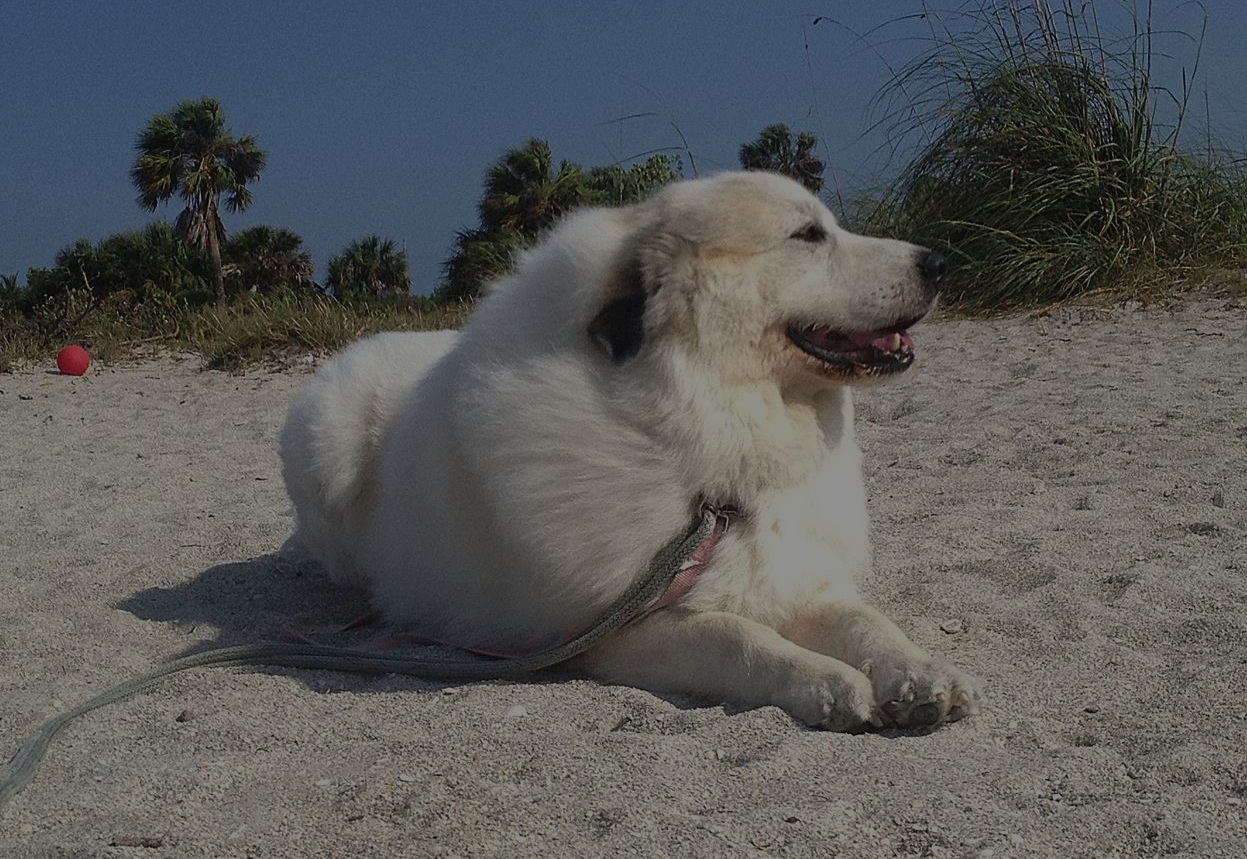 Great Pyrenees Puppy Growth Chart