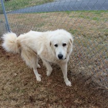 Roberta has been Adopted