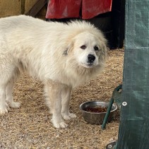 Wookiee has been Adopted