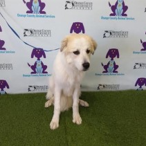 Olaf has been Adopted