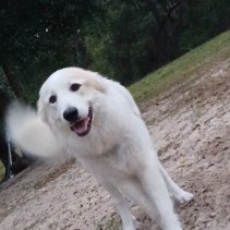 Gracie