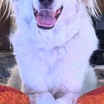 Sadie